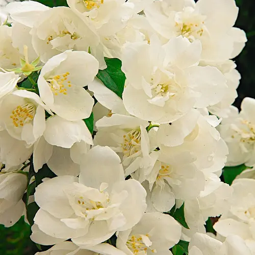 De betekenis van de bloemen in het bruidsboeket